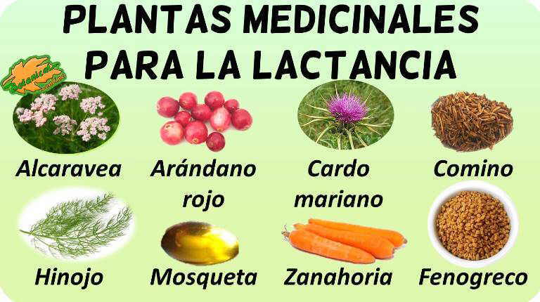 vóleibol Práctico Teoría básica Remedios para tener más leche – Botanical-online