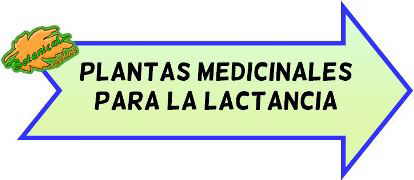 plantas medicinales lactancia