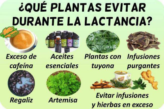 plantas prohibidas lactancia toxicas 