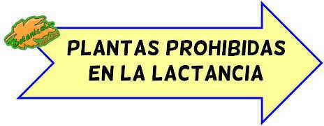 plantas prohibidas lactancia