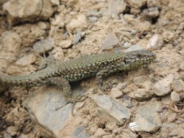 Lagartija roquera