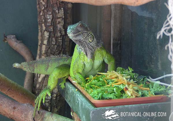 iguana verde