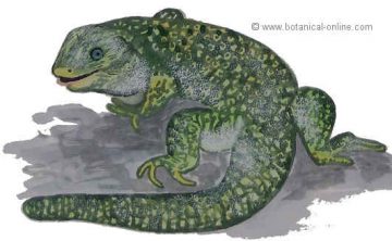 Dibujo de lagarto ocelado