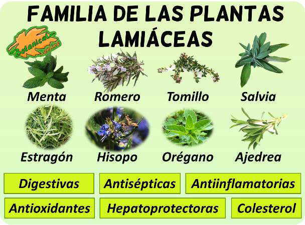 Familia Botanica De Las Labiadas Botanical Online