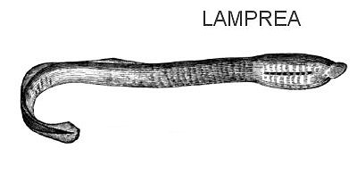 lampreas