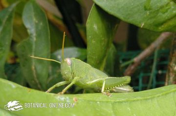 langosta egipcia