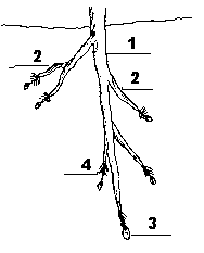 partes de la raíz