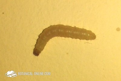 larva de polilla de la harina