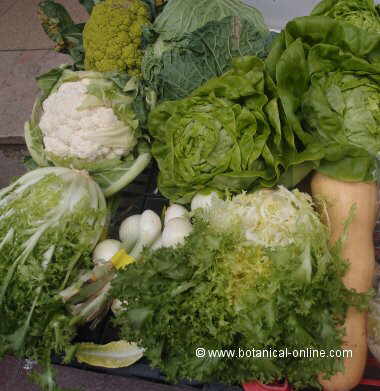 Foto de verduras