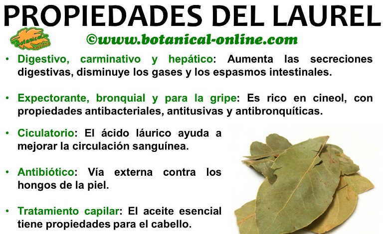 propiedades medicinales del laurel