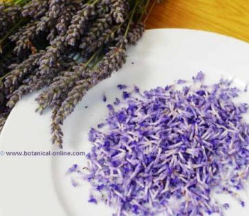 flores comestibles de lavanda