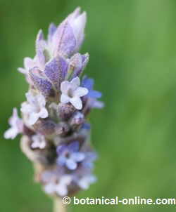 foto de espiga floral de lavanda en primer plano, donde se distinguen sus flores