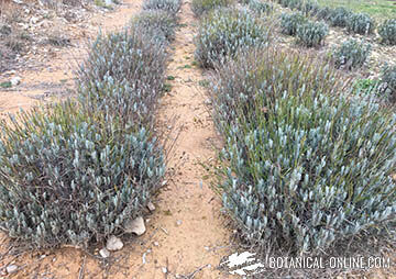 cultivo lavanda