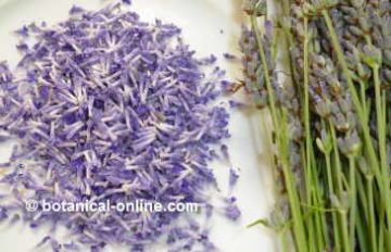 flores de lavanda separadas de la espiga para utilizar en recetas