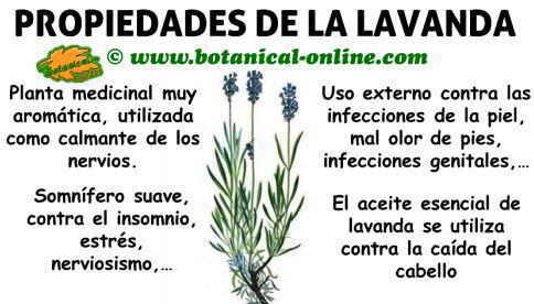 propiedades medicinales y beneficios de la lavanda planta para los nervios