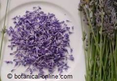 flores de lavanda 