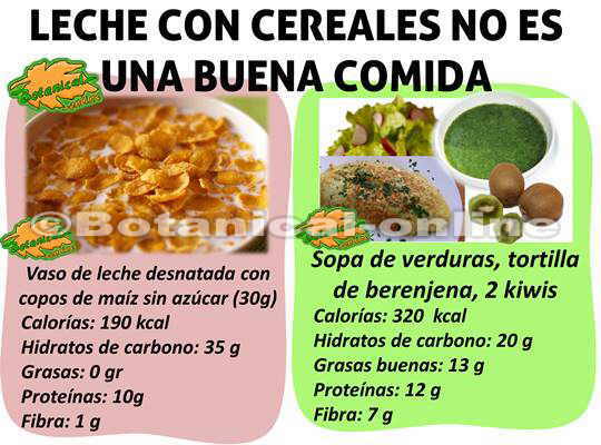 Desayunar leche con cereales engorda? – Botanical-online