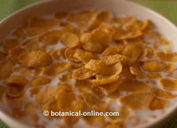 leche con cereales de desayuno de maiz elote crispis