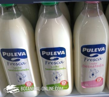 La caseína se extrae de la leche de vaca