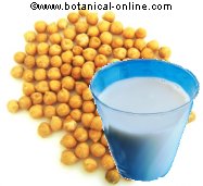 Leche de soja es rica en riboflavina o vitamina B2