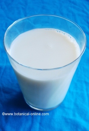 Receta de leche de soja – Botanical-online