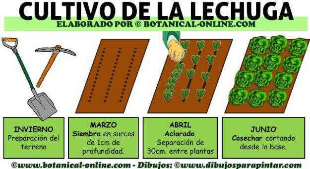 calendario de cultivo de la lechuga