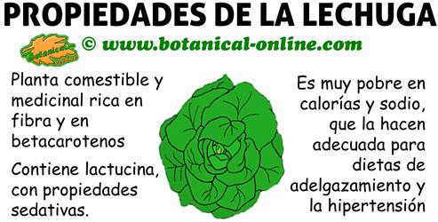 propiedades medicinales de la lechuga y sus beneficios para la salud