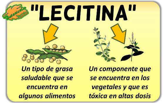 lecitina tipos buenas malas plantas venenosas