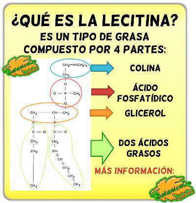 fosfatidilcolina lecitina estructura fosfolipido lecitina de soja