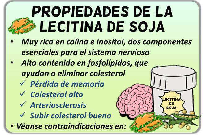 Propiedades medicinales y beneficios de la lecitina de soja