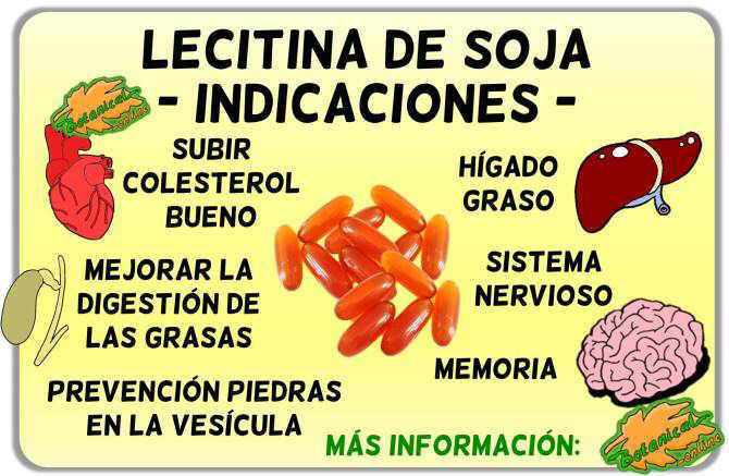 Propiedades medicinales y beneficios de la lecitina de soja indicaciones usos y beneficios