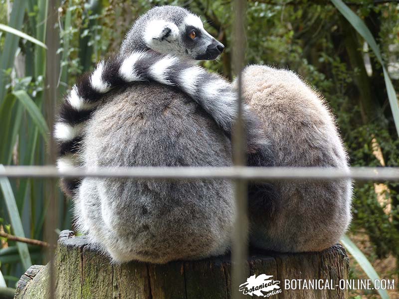 lemur