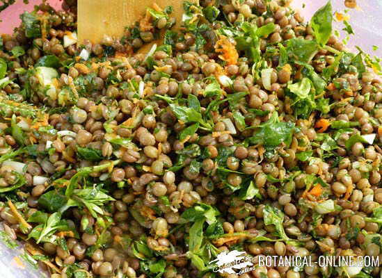 ensalada de lentejas con stellaria