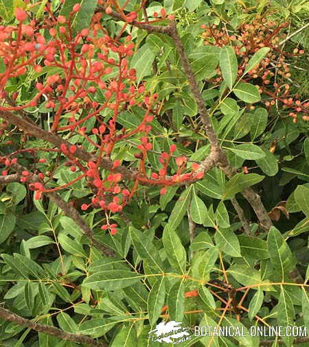 Pistacia lentiscus