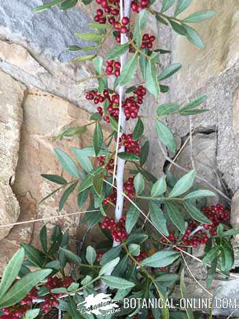 Pistacia lentiscus