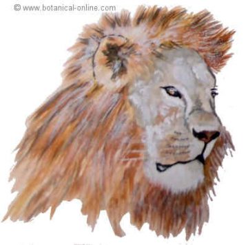 Dibujo cabeza de leon