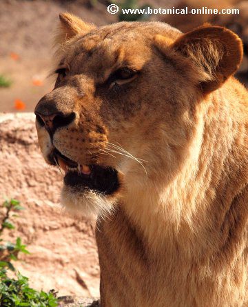 Características del león – Botanical-online