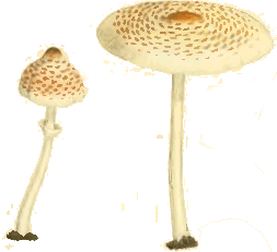 Lepiota cristata