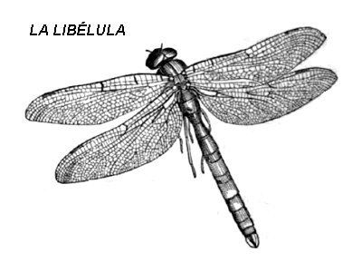 libélula