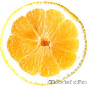 foto de medio limon amarillo meyer
