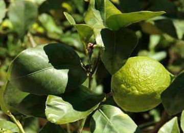 Foto de limon en el árbol