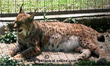 Lince