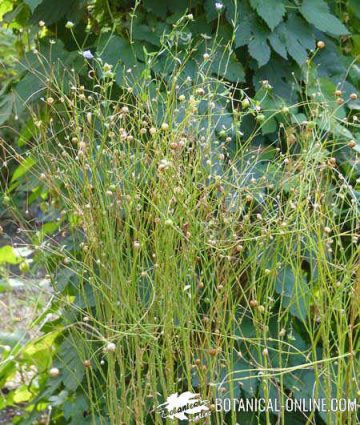 planta de lino