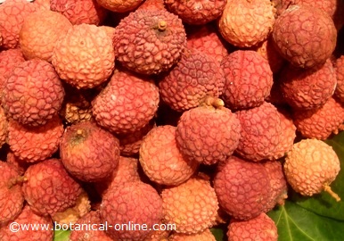 lichis litchi