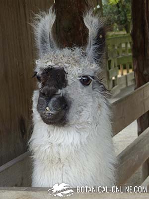 llama cara