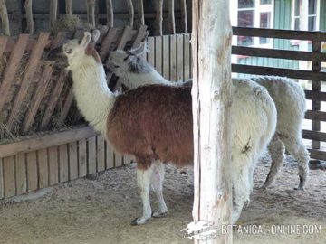 llama en un establo