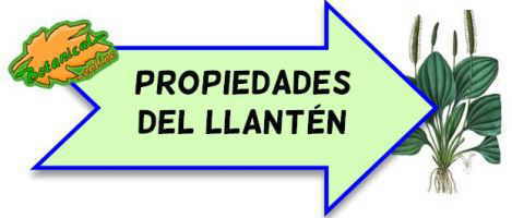 propiedades medicinales del llanten