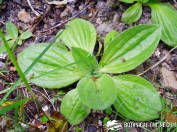 plantago ovata