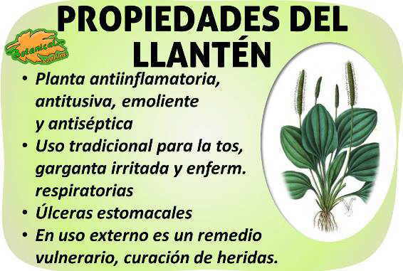 Propiedades medicinales del llantén