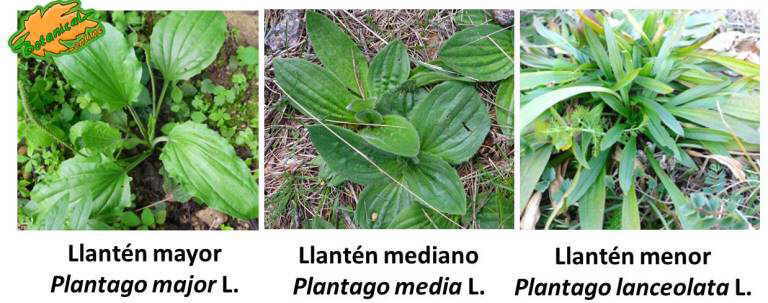 tipos de llantenes plantago media lanceolata major